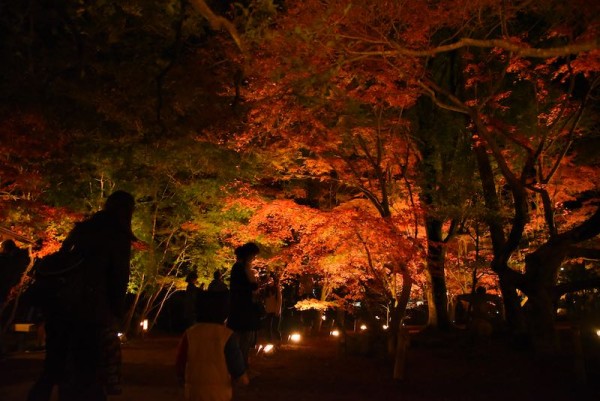 曽木公園のライトアップ
