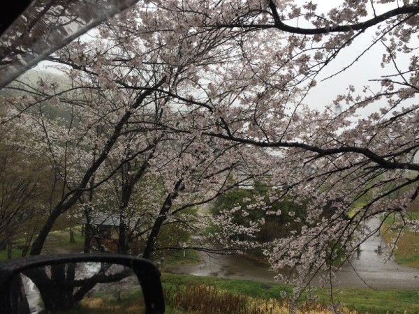 雨の新境川堤防の桜並木