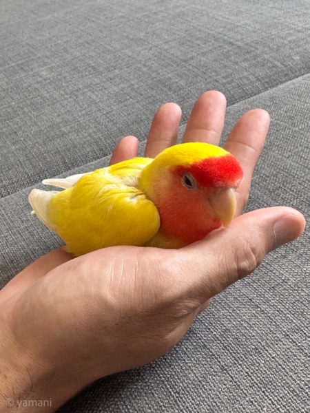 Mochi the bird